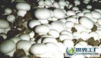 新鮮蘑菇批發兼零售，農副產品的優質選擇